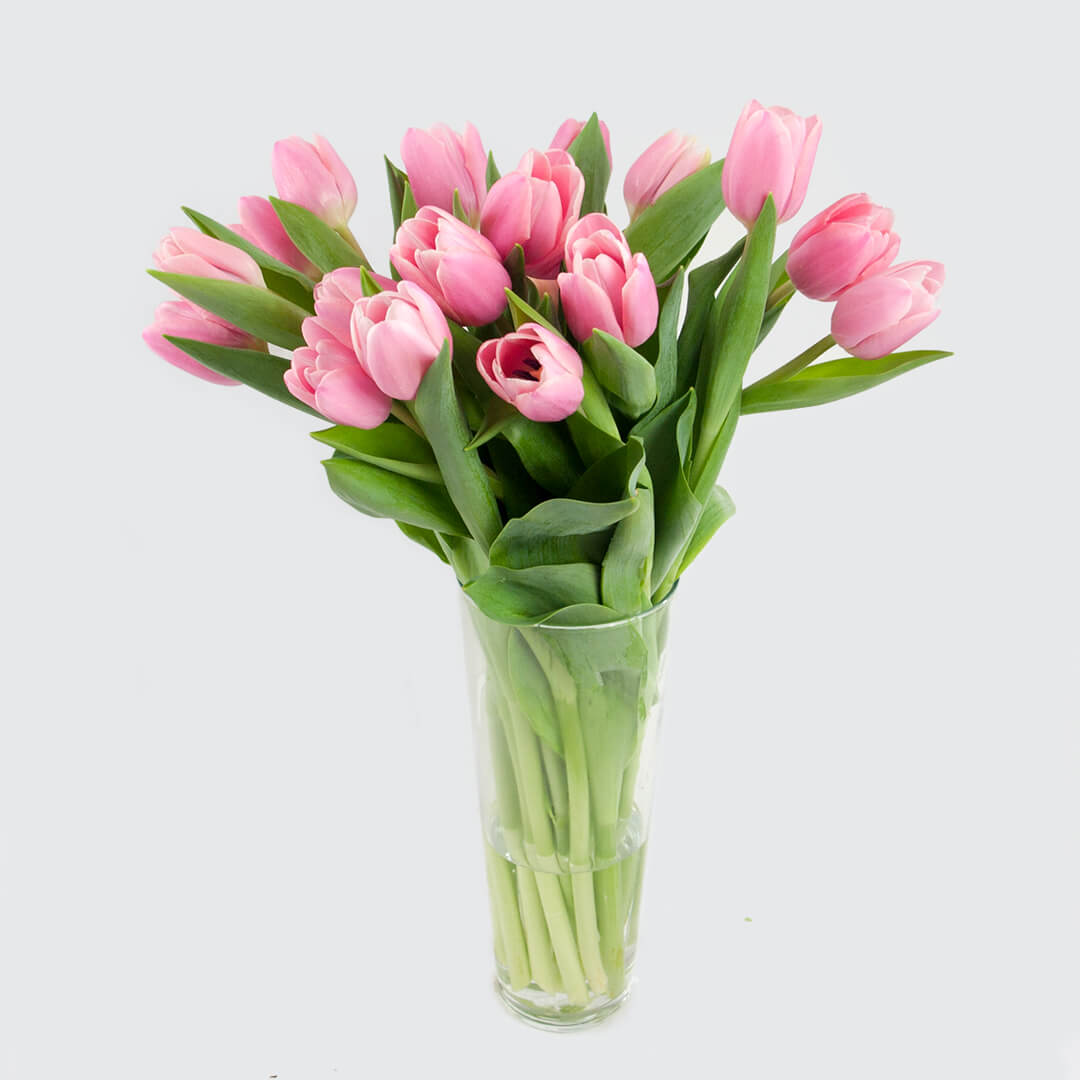 Tulipanes